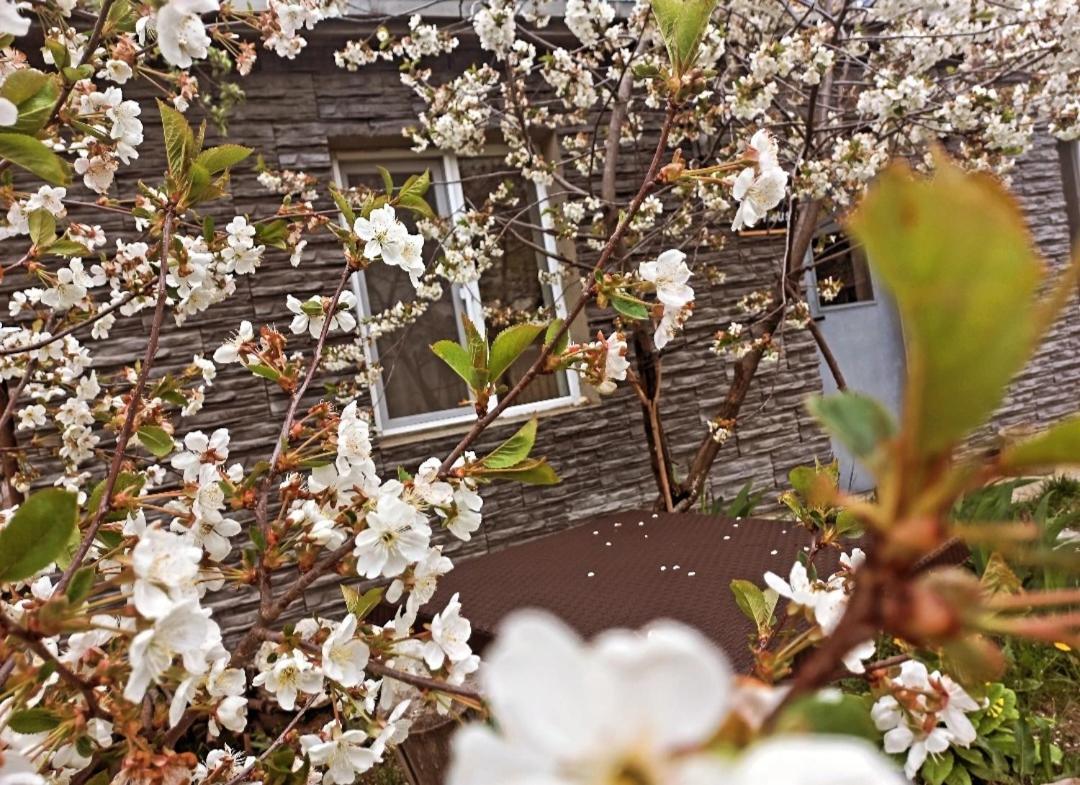 Cherry House Kazbegi Dış mekan fotoğraf